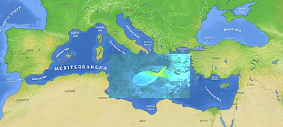 Sample of an image from paper